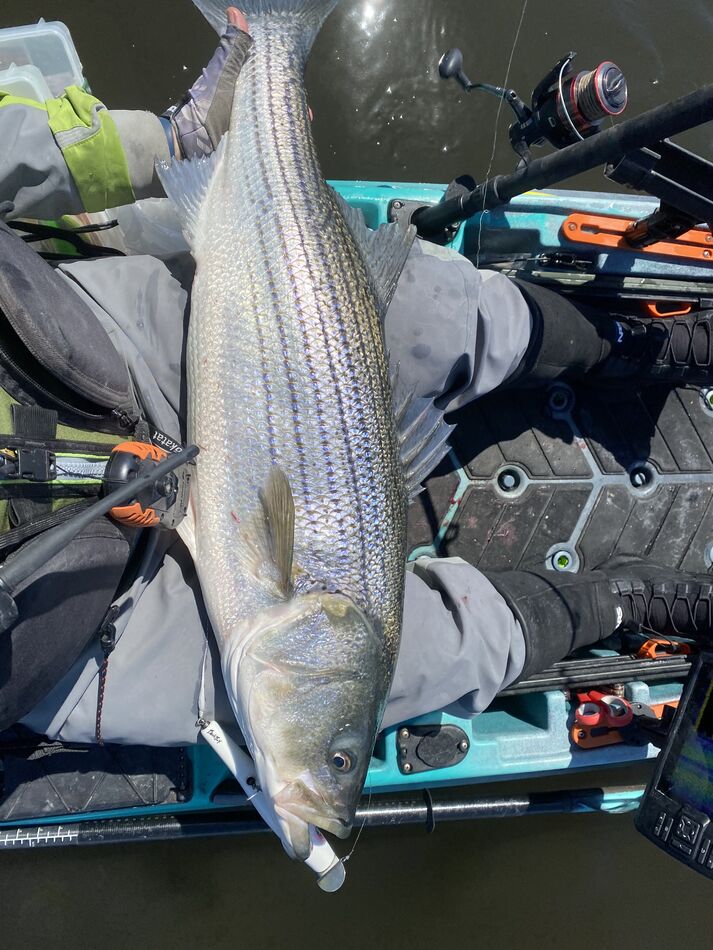 NJ Striper Time Got a little action today on tide, including