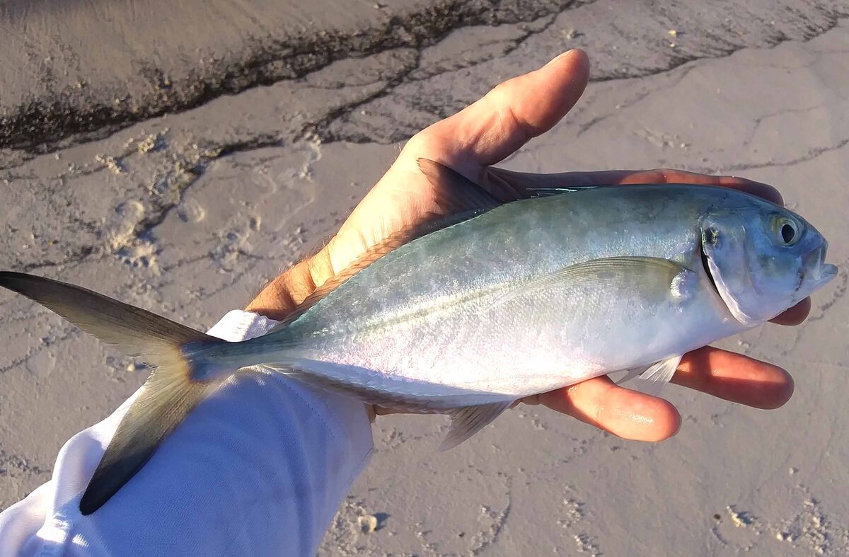Small jack crevalle found my baits more than once ...