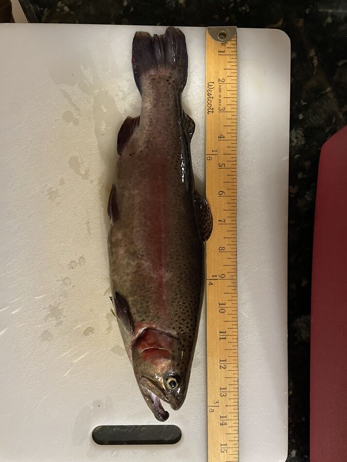 Opening Day Jersey Trout It was an interesting day. Went this morning