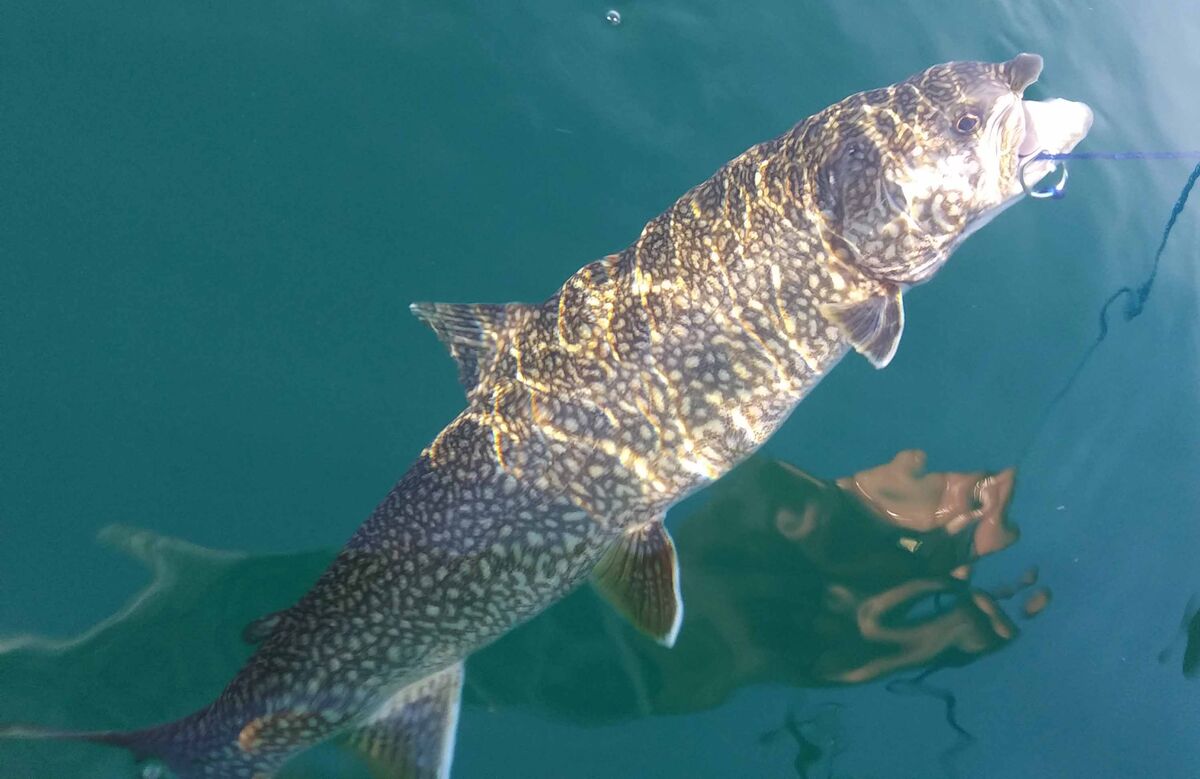 A 22" lake trout that I invited to join me for lun...