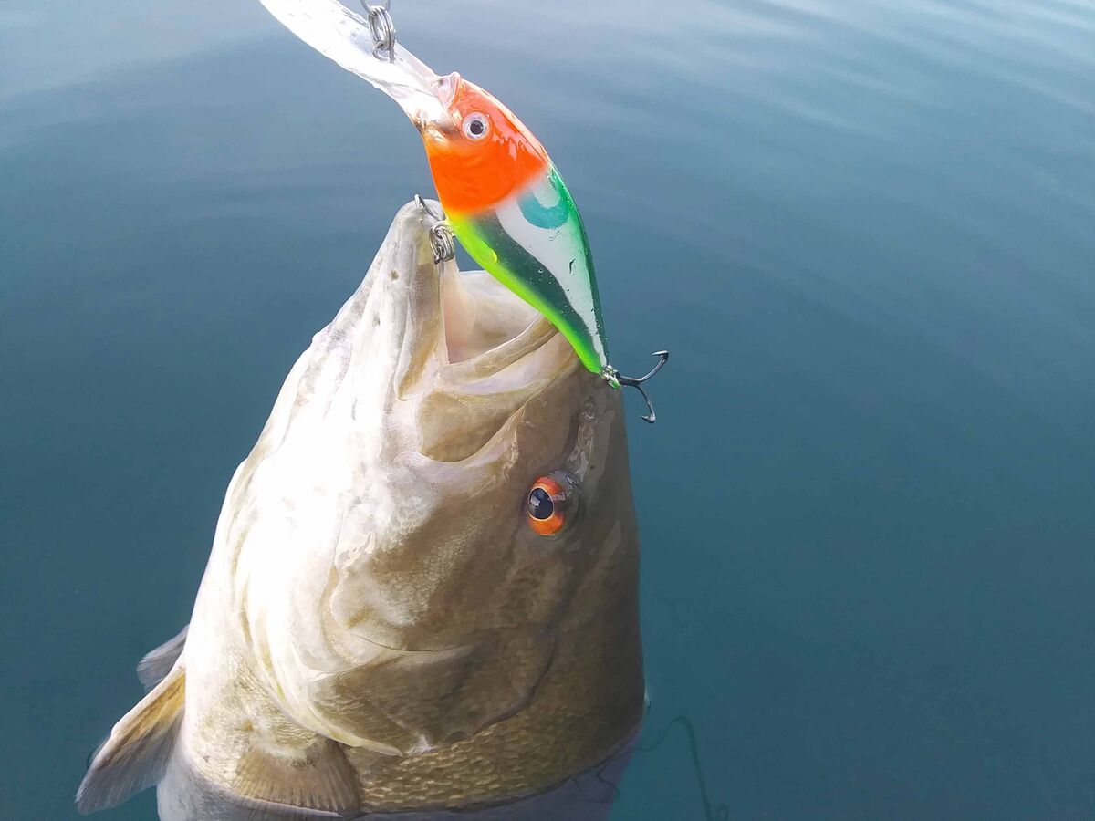 The first of two smallmouth bass today. They reall...