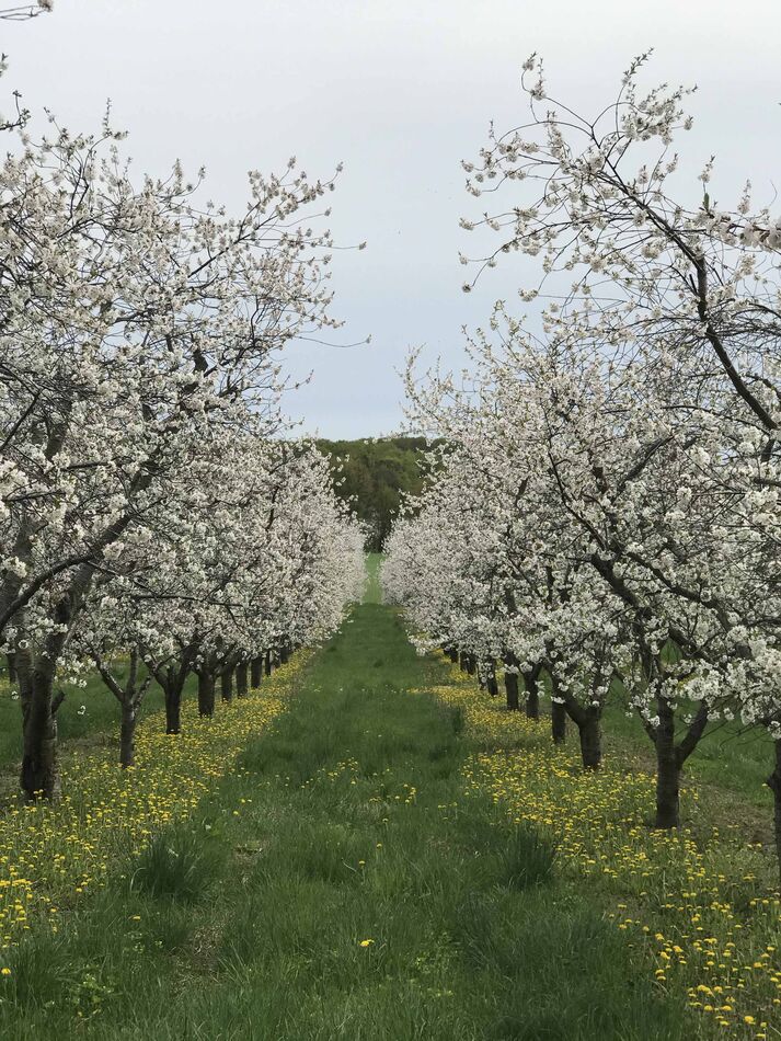 Local cherry orchards are off to a good start, alt...