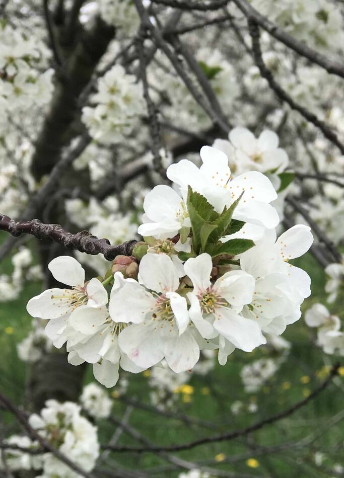 Cherry blossoms that will turn into future fruit. ...