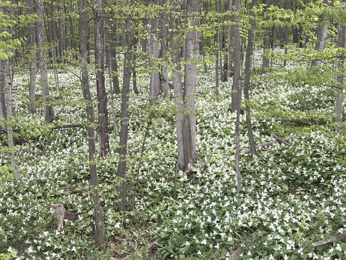 Trilliums as far as the eye can see that blanket t...