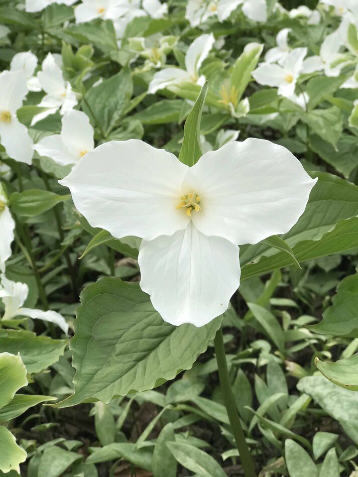 A wild trillium up close....