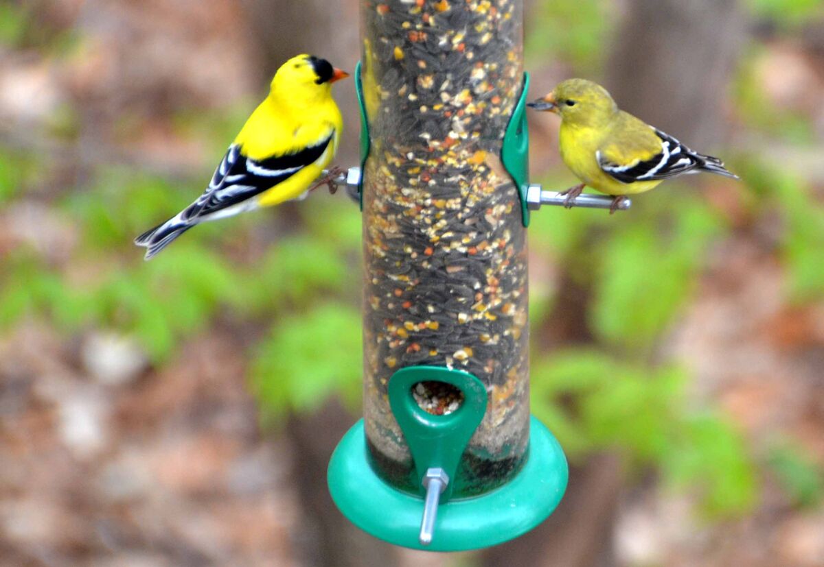 A pair of gold finches out on a dinner date.......