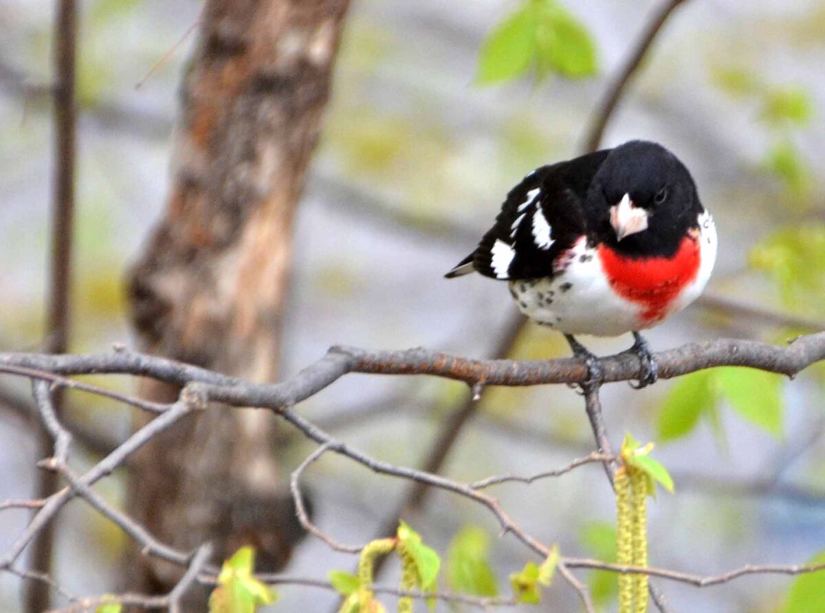 The rose breasted grosbeaks are always welcome at ...