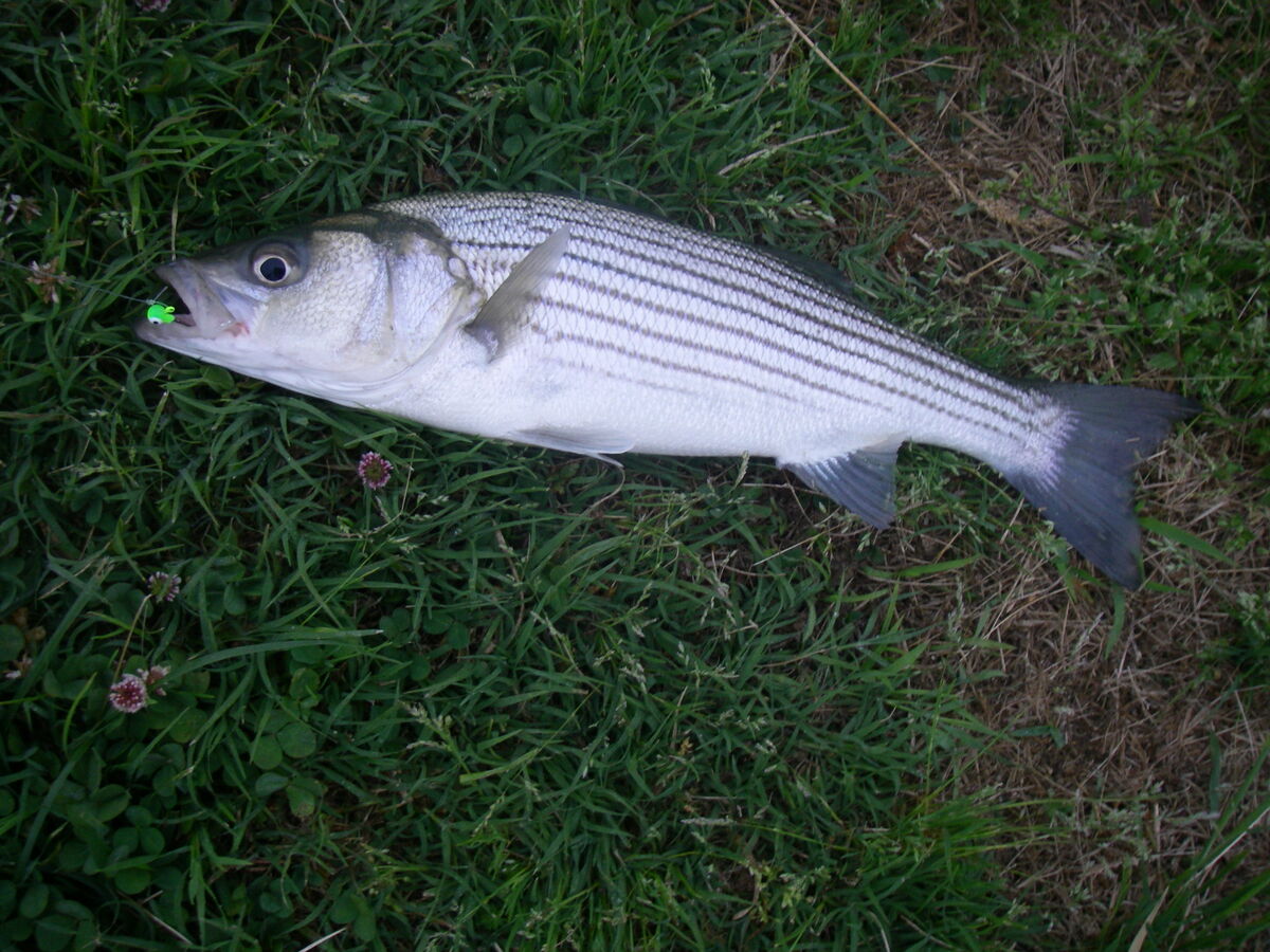 5/21/23 Fishing 5/21/23 I got two surprises fishing in the marina this