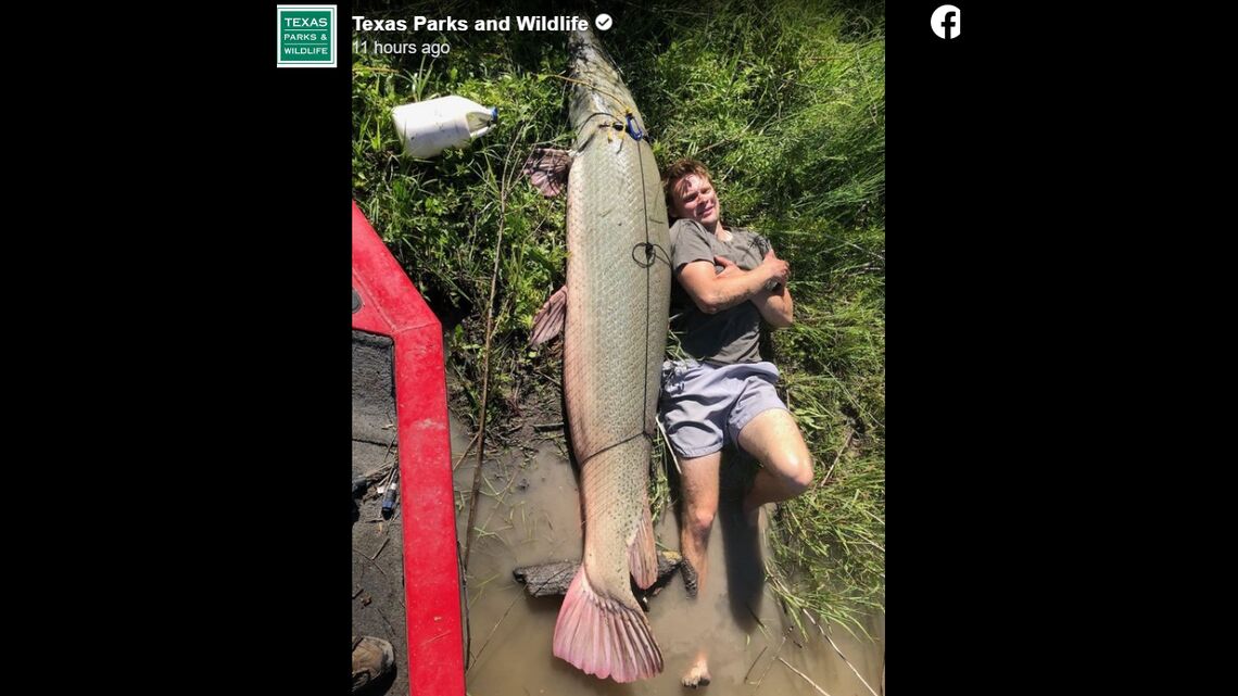 An angler caught a record alligator gar while fish...