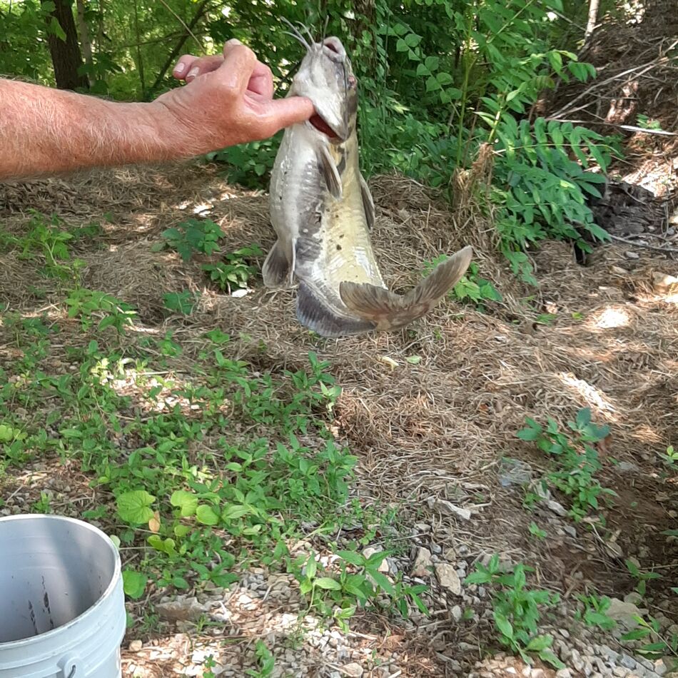 Green River Lake Ky Bridgewater Boat Ramp I caught these 2 at the