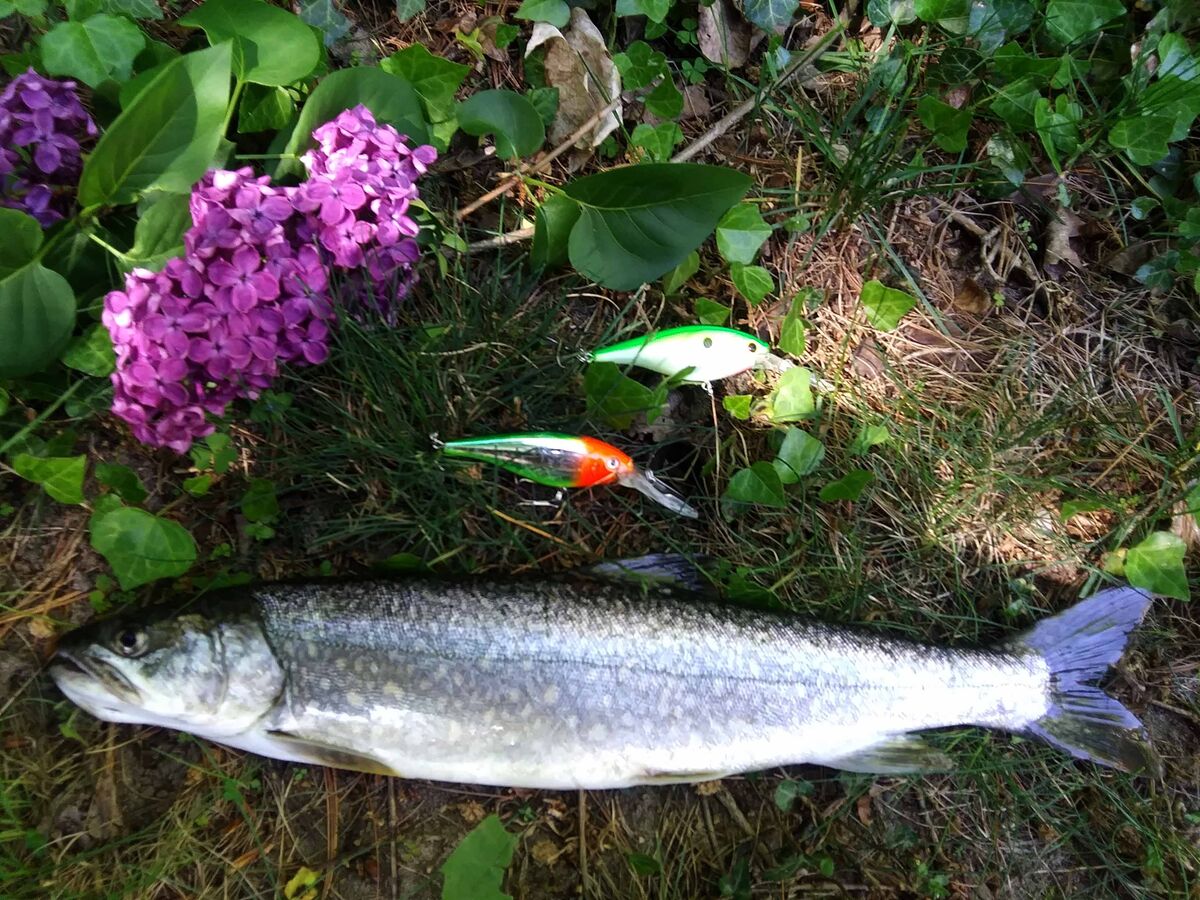 A small lake trout that I kept for lunch this afte...