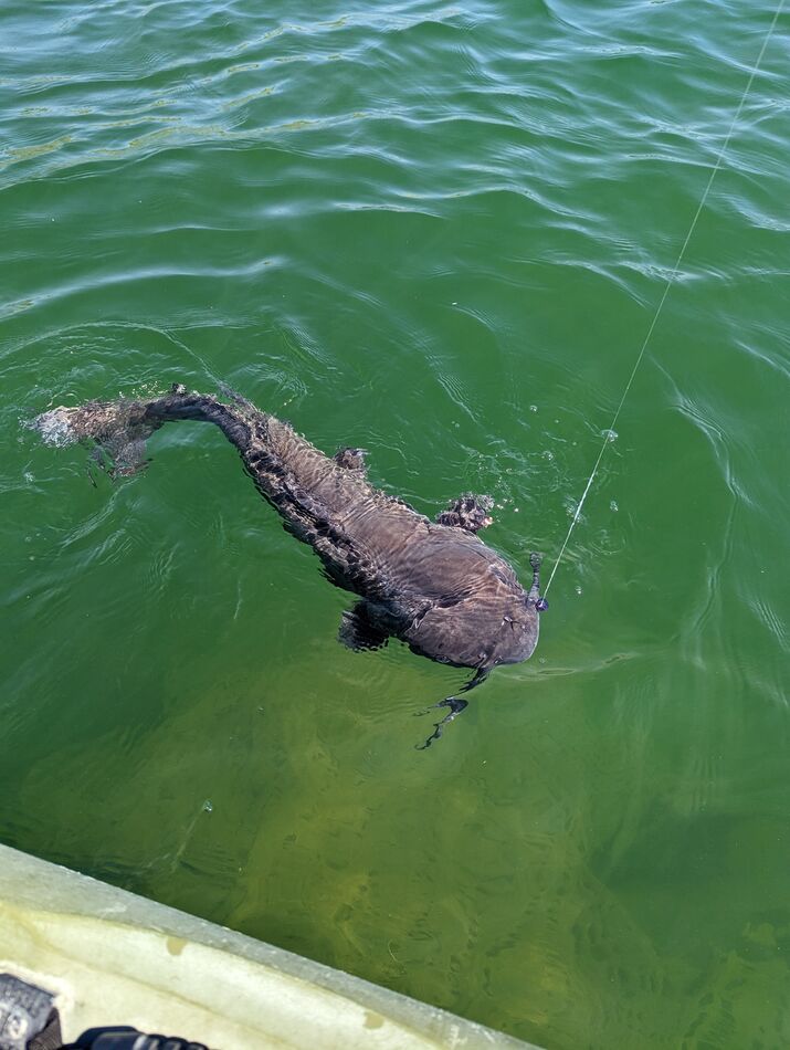 3 more giant Catfish at Havasu today What a crazy morning it was