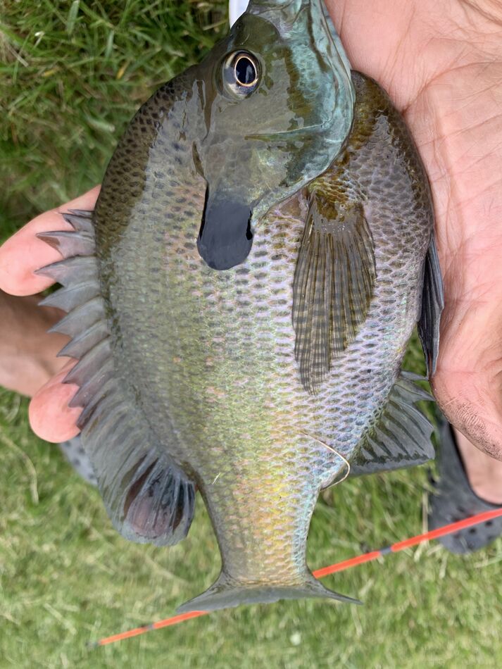 All the bluegill were as big or bigger than my han...