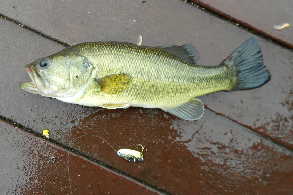 Local park 5/4: No wind a little drizzle. Two bullheads on corn, one ...