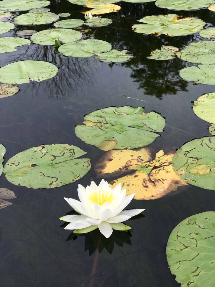 Place my wife near some lily pads and she'll spend...