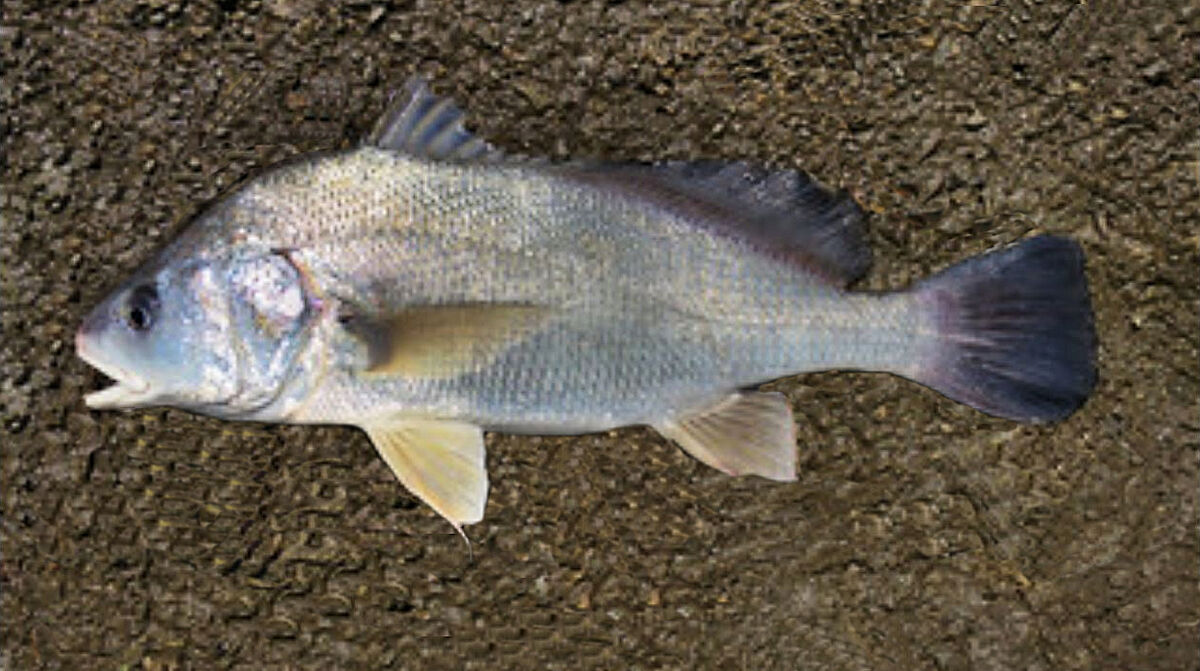 Sheephead...