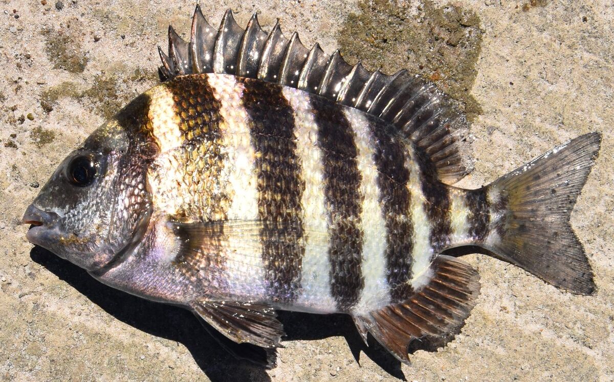 Sheepshead...