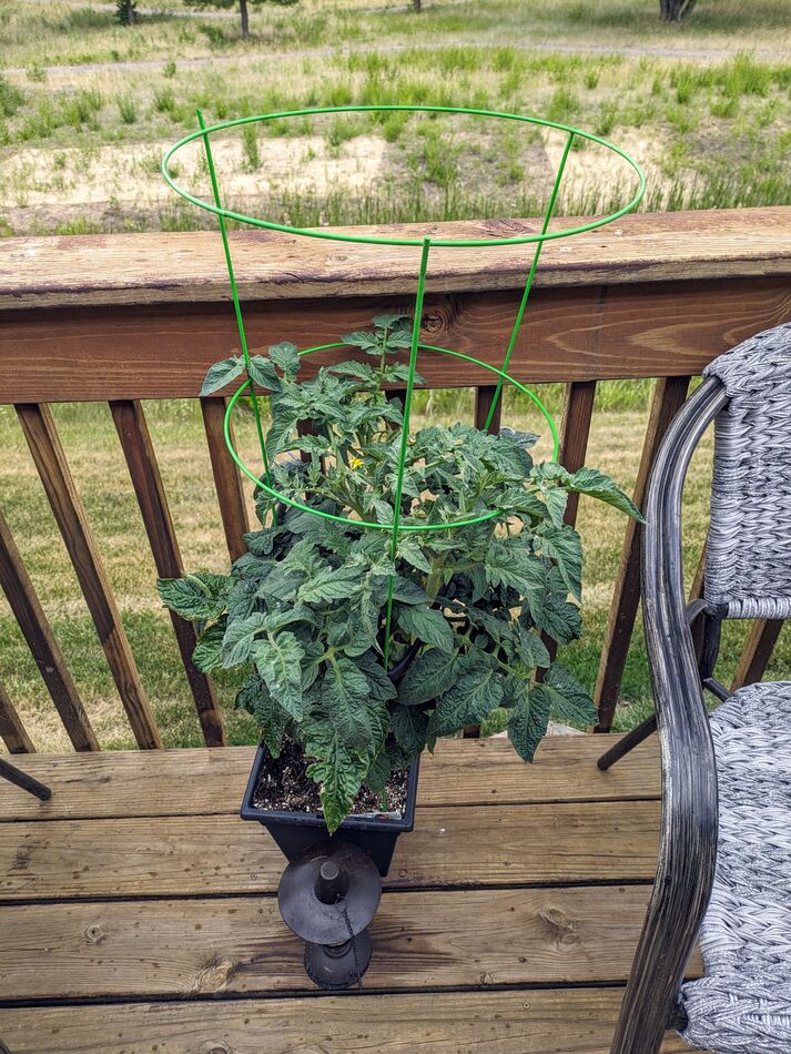 Goliath, 1 Tomato...