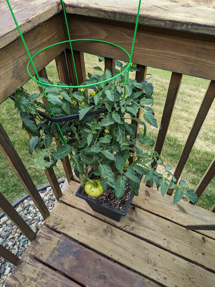 Early Girl 8 tomatoes...