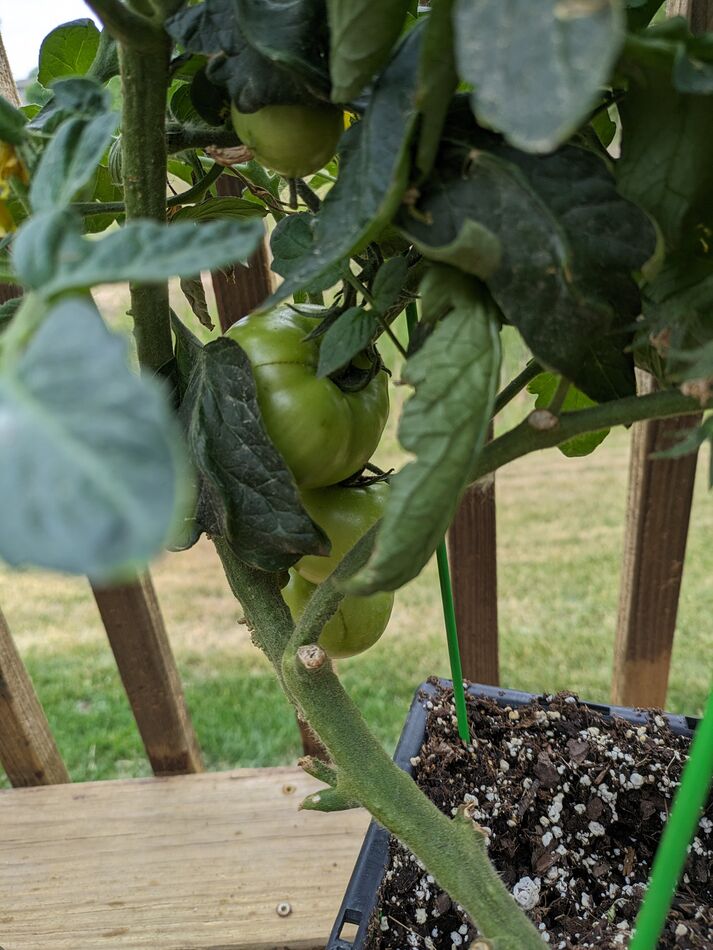 The second biggest tomato...