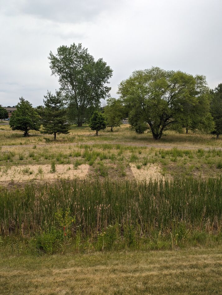 looking straight off the back, notice the cattails...