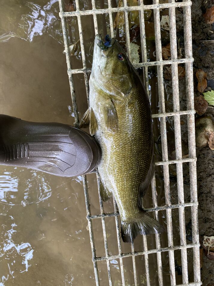 Smallmouth on North Fork of Shenandoah Went fishing for smallmouth on