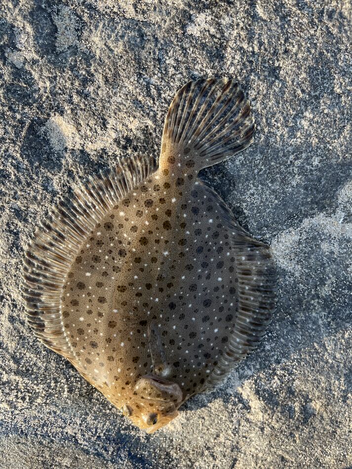 Flounder and bluefish Took 81 years old brother Joe fishing 🎣 in