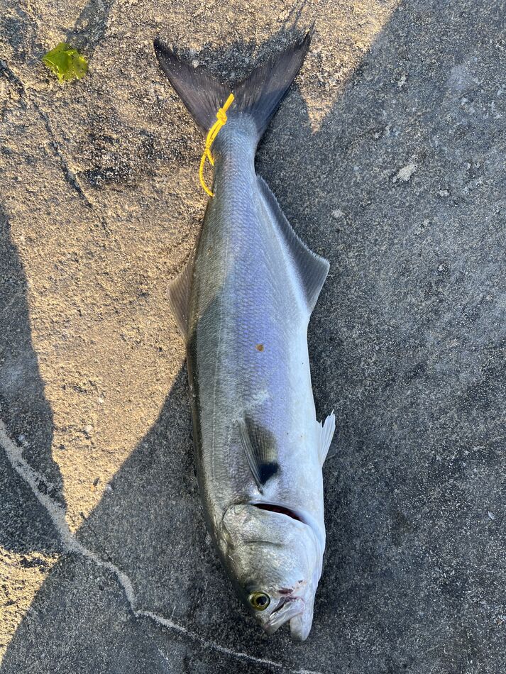 Flounder and bluefish Took 81 years old brother Joe fishing 🎣 in