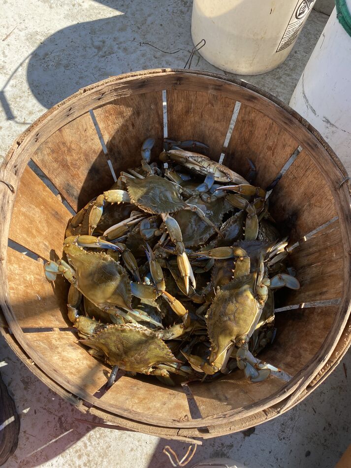 Crabbing on the Choptank A lot of crabs on the trot line this morning but a lot of paper shell