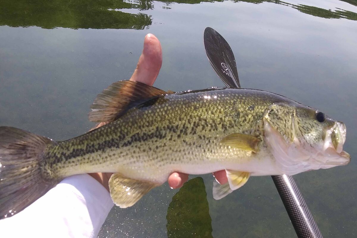 Another hungry bass fooled on a spinning lure whil...