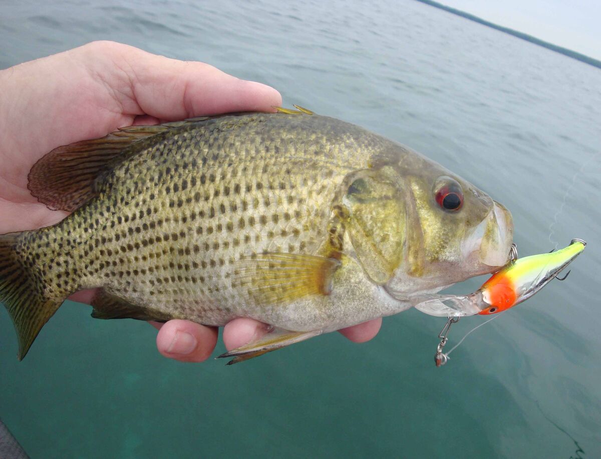 Another typical rock bass. Afraid of nothing...and...