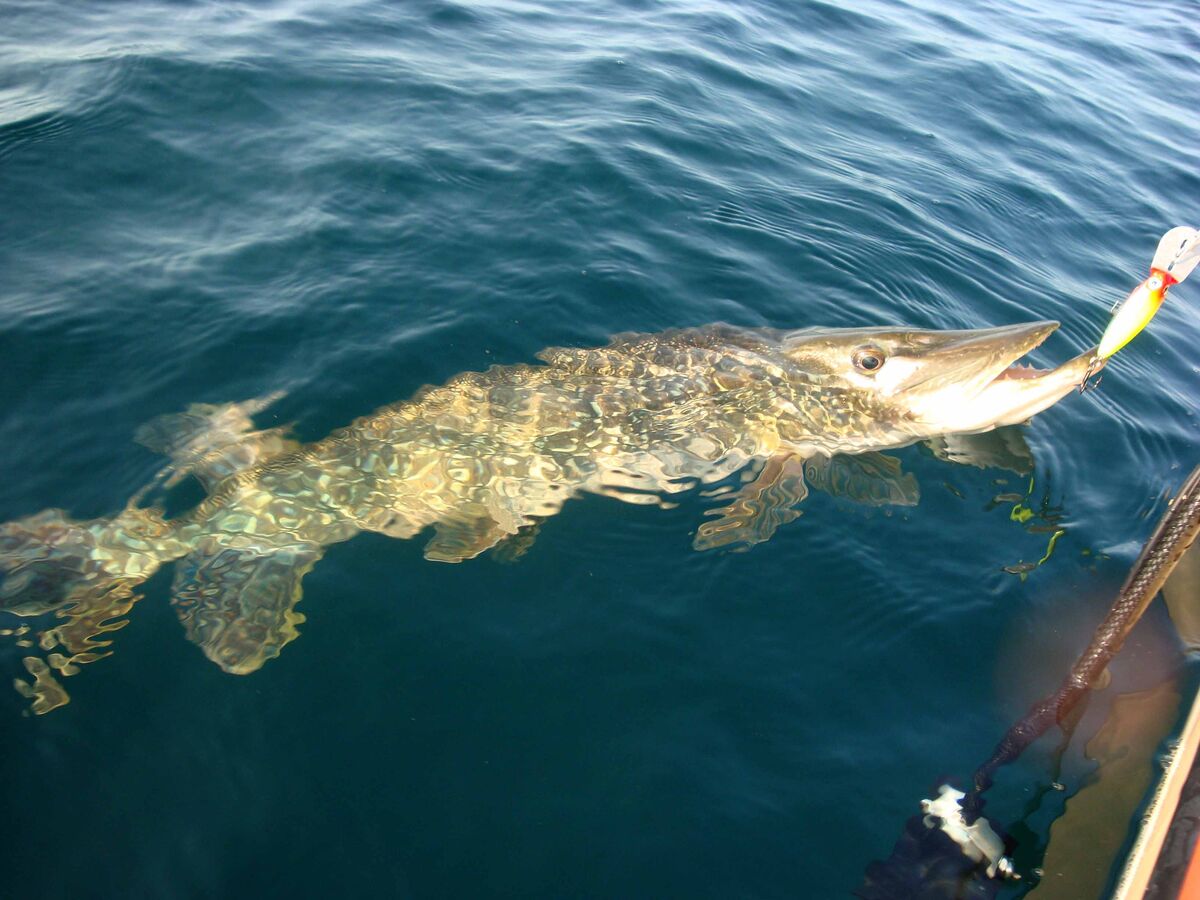This was the largest of the pike caught during the...