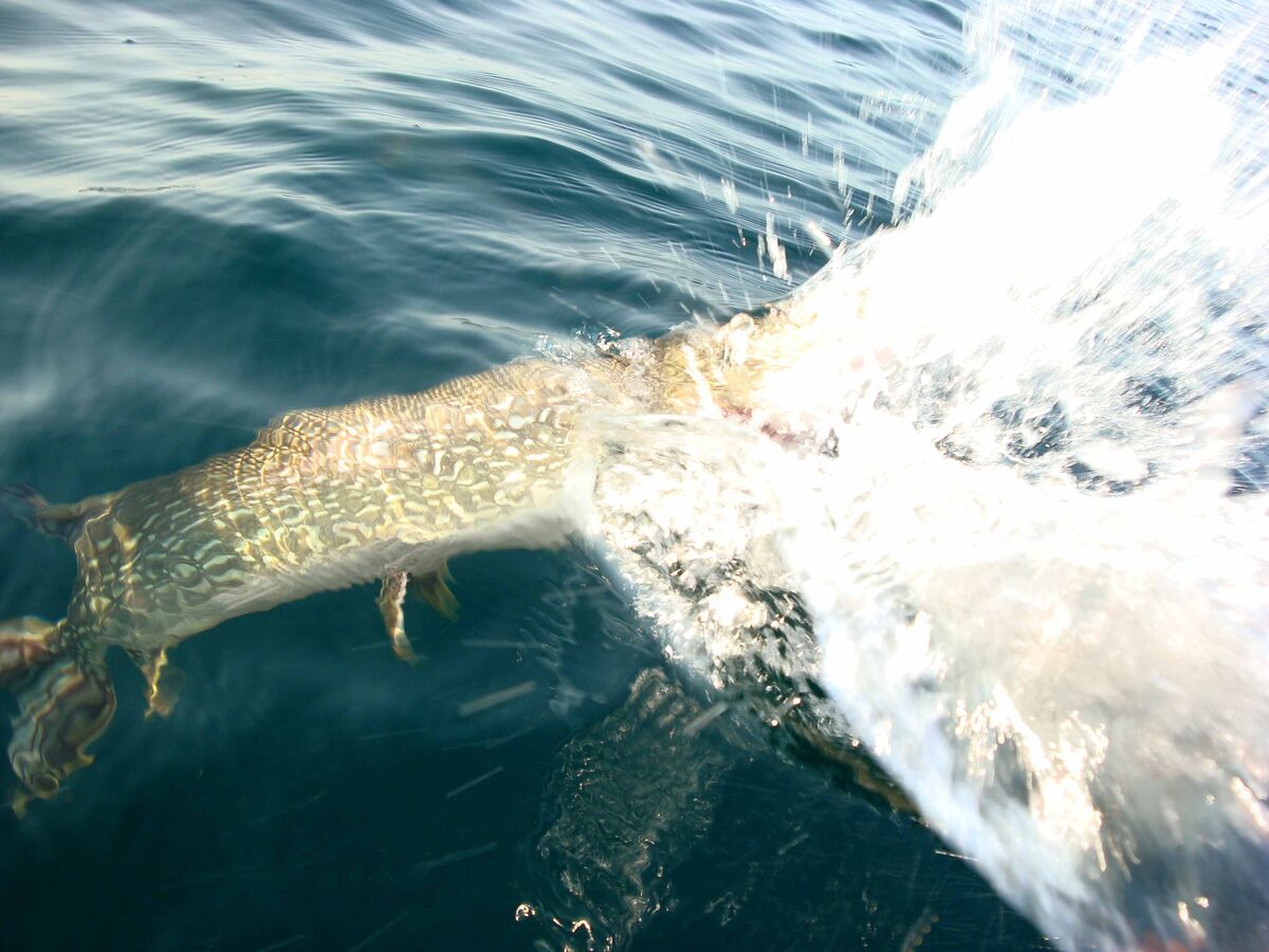 The large pike saying "Take that...and that...and ...