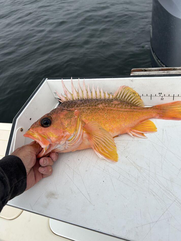 Moss Landing 7/15/2023 Got a few nice rockfish today in the deep water
