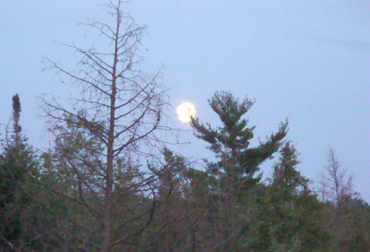The moon was going to be close to full this evenin...