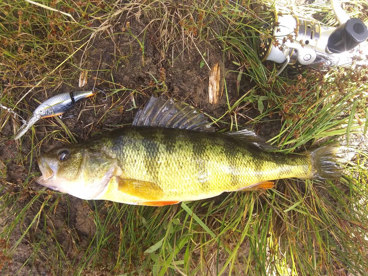 A couple of 14 inch jumbo yellow perch took me by ...