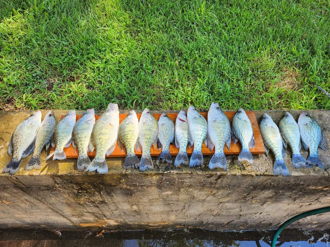 Summertime Crappie on Tellico Lake, TN Had a good time this morning