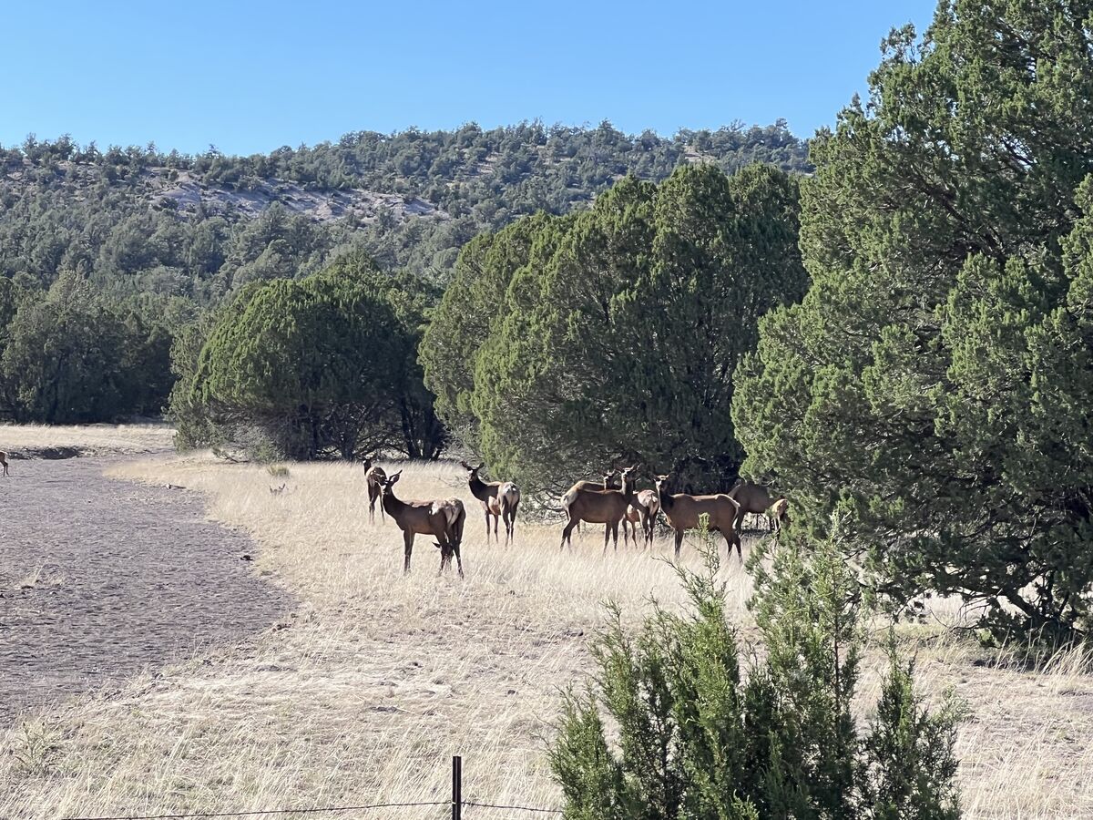 Quemado Goldie Went to Quemado Lake searching for big rainbows but
