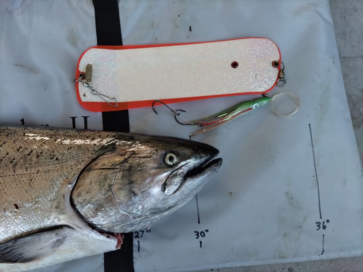 Area 10 Chinook Fishing Puget Sound As In Most Years Chinook Season S Are A Work In Progress