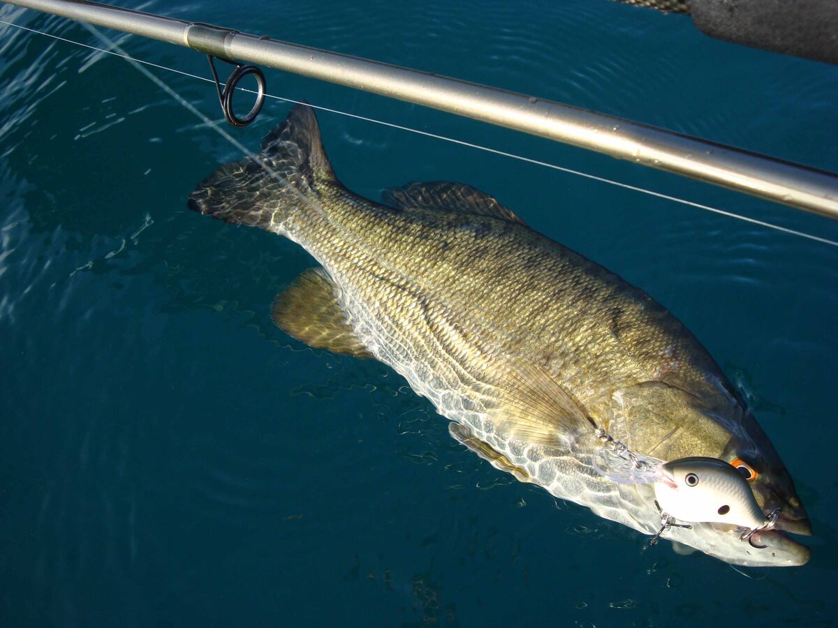 The smallmouth bass enjoyed chasing this Rapala "f...