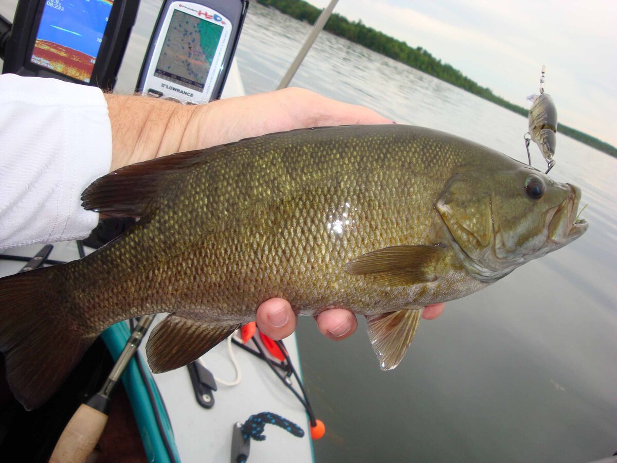 A cute little "one pounder" on the bass side of th...
