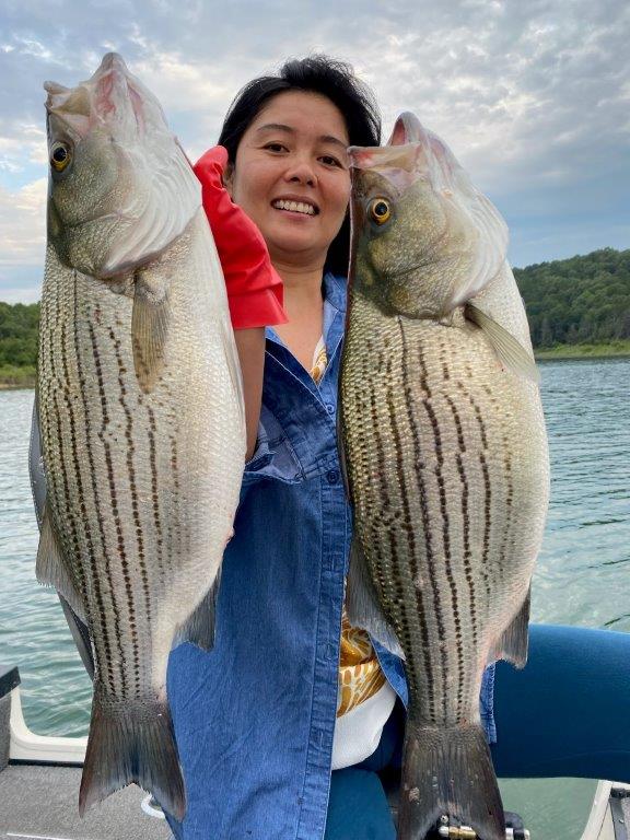 Big Summer Hybrid Striper fishing on Norfork Lake Near Mountain Home