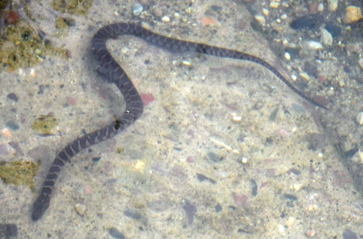 A fiesty little water snake holding ground at one ...