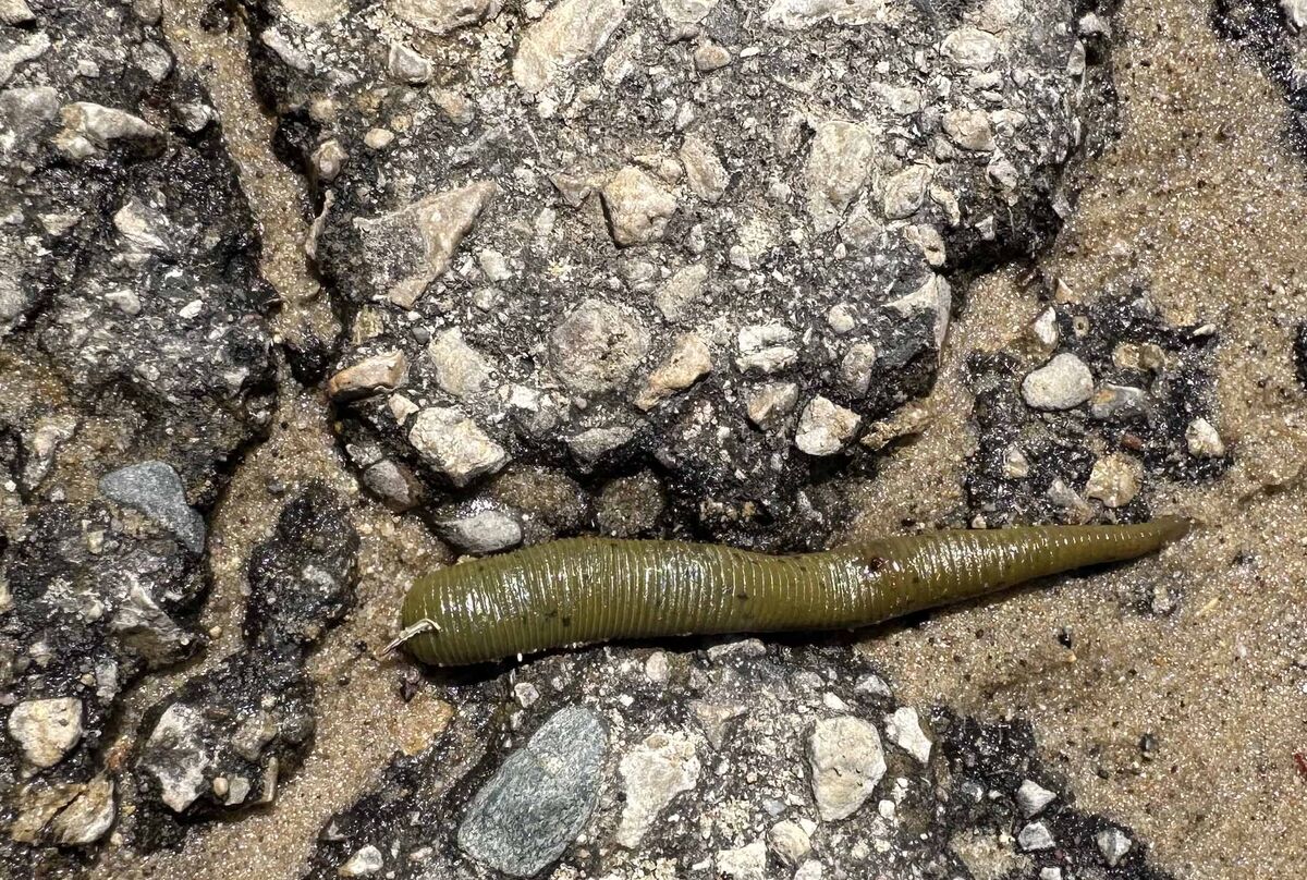 Not too often that I see a green leech...typically...