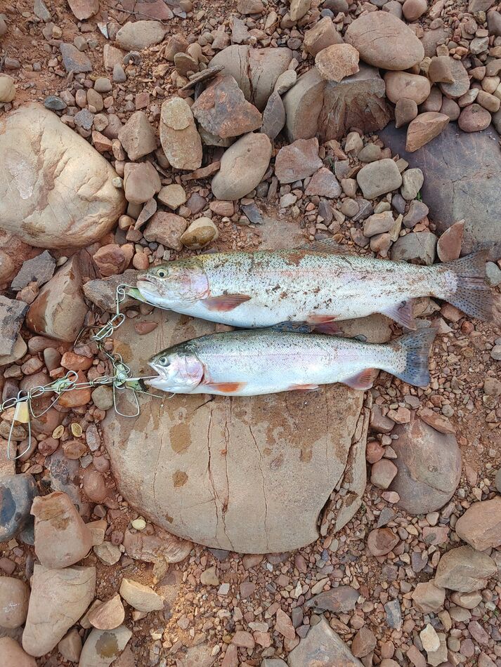 Causey reservoir, Utah I caught two trout last Friday (818) one 15