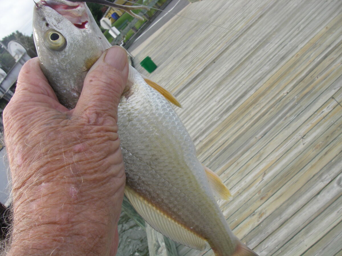 8/22/23 Windy Fishing 8/22/23 It was so windy this morning I had a