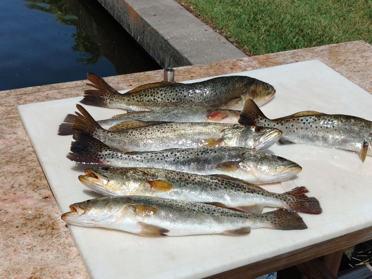 Another great day in turtle bay Went out early today with my neighbor