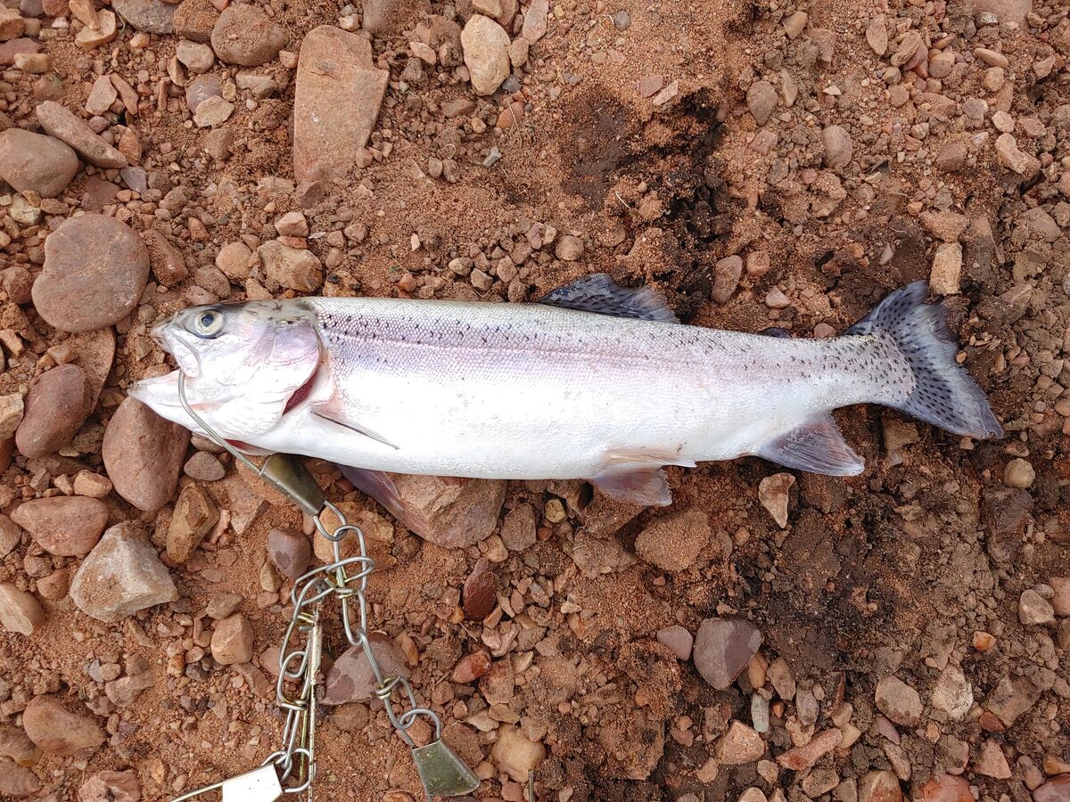 Causey reservoir, Utah I caught two trout last Friday (818) one 15