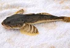 stag horn sculpin also called bullhead Typically 4...