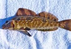 greenling Typically 10 to 20 inches but can grow l...